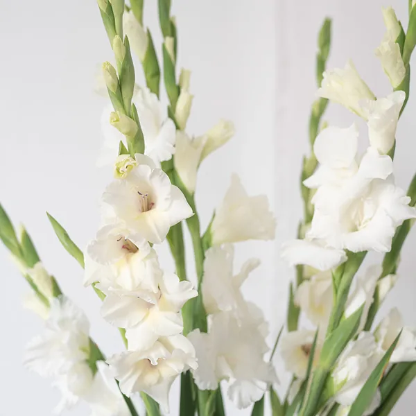 Blumen im Studio